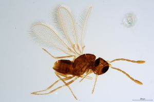 Th1421-I-0 collinus.jpg