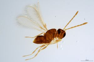 Th1421-II-0 collinus.jpg