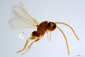 Th1421-III-0 collinus male.jpg