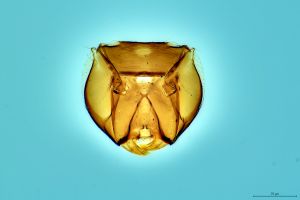 Th3238-0 collinus.png