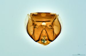 Th3266-0 collinus.png