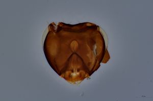 Th3934-0 collinus.jpg