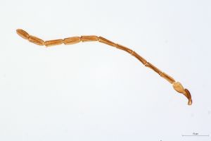 Th3954-0 collinus.jpg