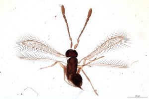 Th100-0 crassicornis.jpg