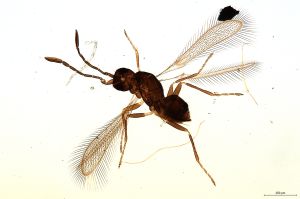 Th101-0 crassicornis.jpg