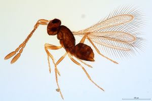 Th123-0 crassicornis.jpg