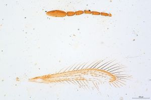 Th176-0 crassicornis.jpg