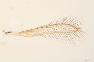 Th184-0 crassicornis.jpg