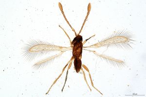 Th207-0 crassicornis.jpg