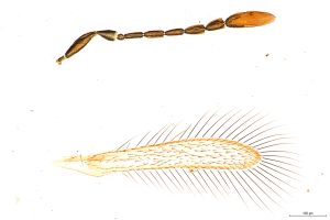 Th210-0 crassicornis.jpg