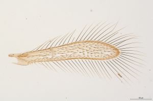 Th215-0 crassicornis.jpg