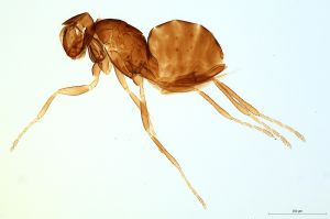 Th2299-0 ex. L. jacobaeae.jpg