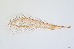 Th2300-0-2 ex. L. jacobaeae.jpg