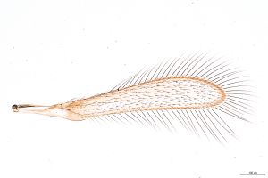 Th250-0 crassicornis male.jpg