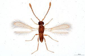 Th340-0 crassicornis.jpg