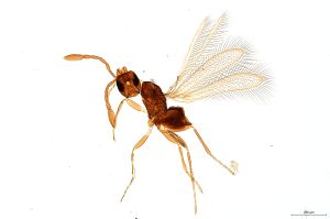 Th80-0 crassicornis.jpg