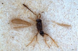 Th93-0 crassicornis.jpg