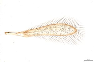 Th93-0-4 (Th145 slide).jpg