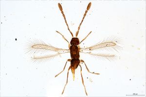 Th2129-0 crassicornis.jpg