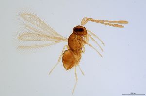 Th1078-0 crassicornis.jpg