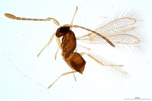 Th582-0 crassicornis.jpg