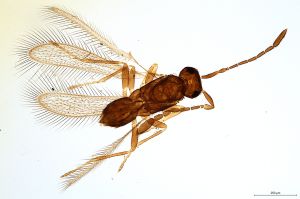 Th583-0 crassicornis.jpg