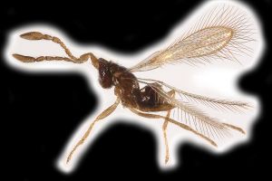 Th3258-0 crassicornis.png