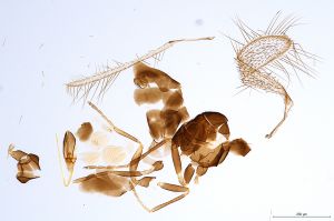 Th1595-0 crassicornis.jpg