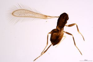 Th1606-0 crassicornis.jpg