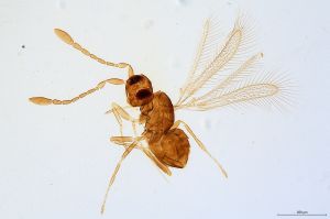 Th1423-0 crassicornis.jpg