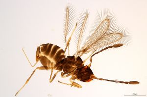 Th1491-I-0 crassicornis.jpg