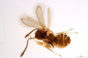 Th1491-II-0 crassicornis.jpg