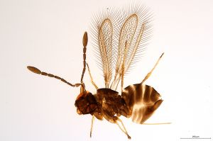 Th1491-III-0 crassicornis.jpg