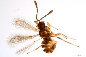 Th1491-IV-0 crassicornis.jpg