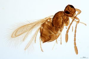 Th1215-0 crassicornis.jpg