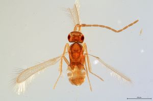 Th3639-0 crassicornis male.jpg