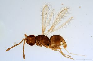 Th3670-0 crassicornis.jpg