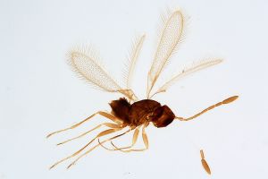 Th109-0 crassipennis.jpg