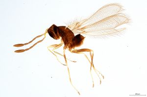 Th111-0 crassipennis.jpg