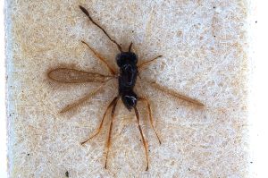 Th114-0 crassipennis.jpg