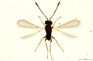 Th240-0 crassipennis.jpg