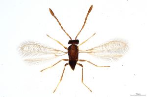 Th266-0 crassipennis.jpg