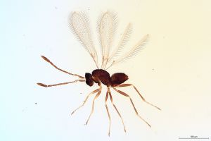 Th271-0 crassipennis.jpg