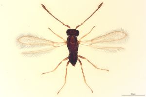 Th315-0 crassipennis.jpg