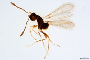 Th38-0 crassipennis.jpg