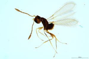 Th38-0-0 crassipennis.jpg