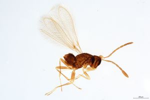 Th403-0 crassipennis.jpg