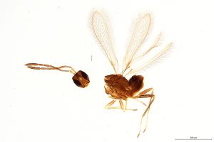Th410-0 crassipennis.jpg
