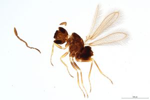 Th433-0 crassipennis.jpg