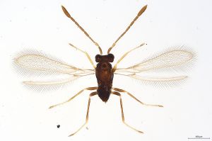 Th439-0 crassipennis.jpg